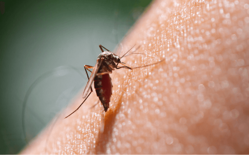 Mosquito-borne diseases are on the rise—here's how collecting mozzies in your backyard can help science